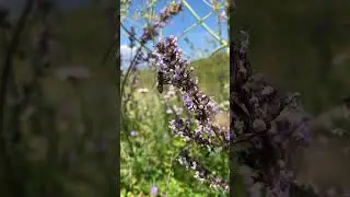 Мёд получается просто волшебный 😋