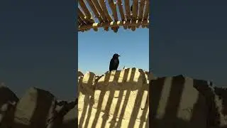 Angry bird song Bird singing #shorts