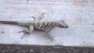 Lizard vs Ant