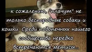 фильм о Будке