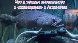 Что я увидел интересного в океанариуме в Атлантисе 😍😍😍