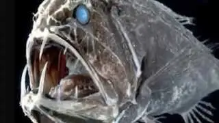 Deep Sea Monster The Fang Tooth Fish