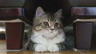 Cat master #1