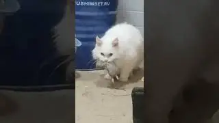 Наш Снежок настоящий крысолов!