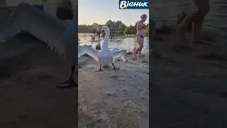 🔵 "Пес патрон" проти лебедя на Лебединому озері біля Нового Білоуса Чернігівський район #вісникч