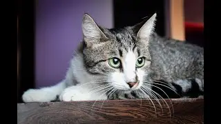 Кевин