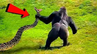 مبارزه باورنکردنی مار و میمون😱