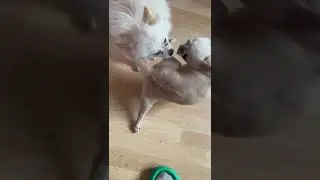 ДРАКА БОЙЦОВСКИХ ЗЛЫХ ПСОВ