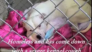Spay and Neuter Your Pets