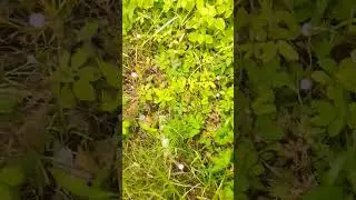 albi liat rumput putri malu. #semuaorang #shortvideo #trendingshorts