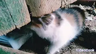 К нам пришли котики   #котики#природа#любовь#няшка