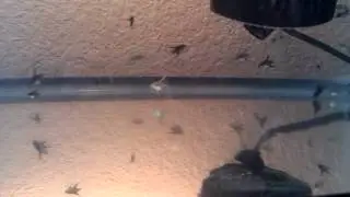 Baby angelfish...5 weeks old!.3gp