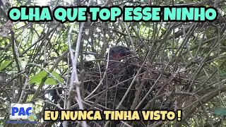 Ninho de Jacu. Já viram alguma vez ?