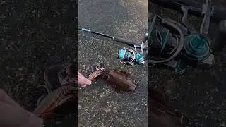 Squid Fishing Tips - BCF Tips
