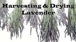 Harvesting and Drying Lavender