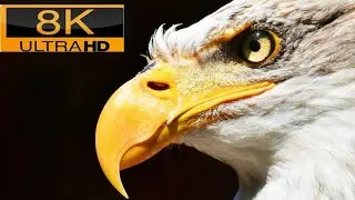 20 Times Eagles Attacked Big Animals,No copyright music 🎶  ,Which Bird Can Fight Eagle?, 