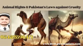 Animal laws in Pakistan 428 and 429 PPC Preventions of Cruelty to Animals act 1890