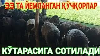 ҚЎЧҚОРЛАР СОТИЛАДИ ШОШИЛИНГ