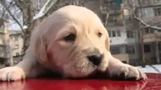 Adorable Puppies!