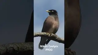 Nikon Coolpix P900         #nikon #coolpix #p900 #zoom