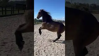 War Horse Mode: activated 🔥