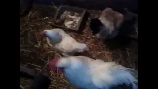 Домашние куры несушки после зимы