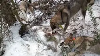 КТО КУДА. А МЫ В ЛЕС. 2023.