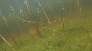 АНАПКА II. Для ДСВ.(3)