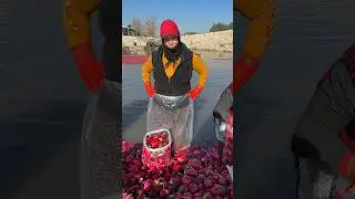 Derede Turp yıkanıyor