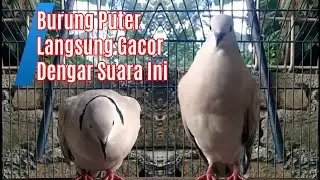 Suara Puter Gacor Untuk Memancing Puter Macet ! Pasti Nyaut Dengan Suara Puter Gacor ini .