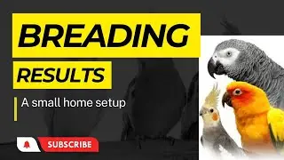 Breading Results// Bateen karny waloo ka jwab Hamara Kaam ha