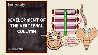 Development of the Vertebral Column | Somites | Axial Skeleton | Embryology