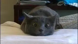 Cat vlog | funny cat | cat complications | scary cat