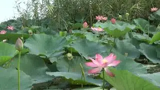 лотосы