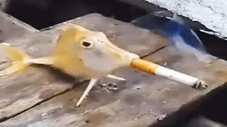 MEMES 😂 VERSUCHE NICHT ZU LACHEN
