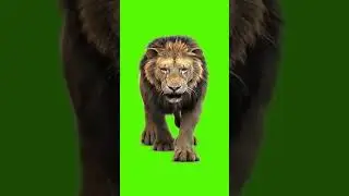 Loin green screen background video // loin video effects 