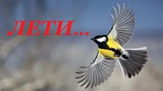 Ярослав Сумишевский. ЛЕТИ...... ПЕСНЯ за  душу берет.... потеря