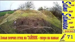 Ловля певчих птиц на ТАЙНИК - Скоро на канале