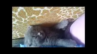 Особенности вислоухих котят