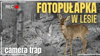 Co zarejestrowała Fotopułapka? Camera Trap / Fotopułapka w lesie