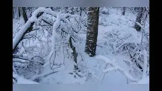 #33 Самое странное! . Йети / Снежный человек / Леший / Bigfoot