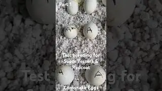 Cornsnake Eggs are hatching.  part 1