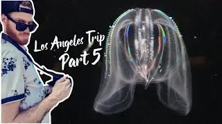 RGB JELLYFISH!?!? - Los Angeles Trip Vlog Series Part 5 Long Beach Aquarium California