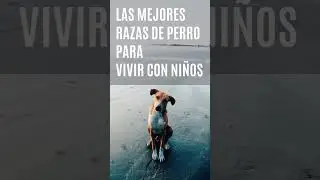 Las mejores razas de perro para vivir con niños