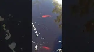 Карпы кои. Проснулись после зимовки☀️