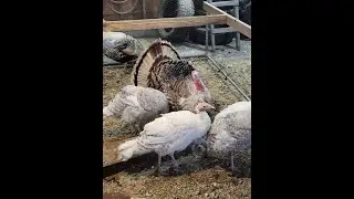 Wife talks to Turkeys, 4 Toms strut for her!