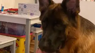 Моя любимая немка￼(Играем и выполняем команды￼)