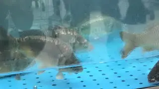 Дар Ашани Химки Мохи Капидестем