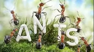 Ants на Андроид