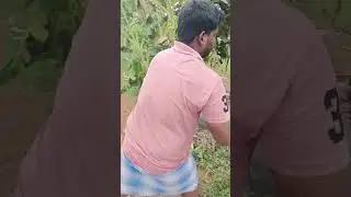 Vivasayam and harvesting #shorts